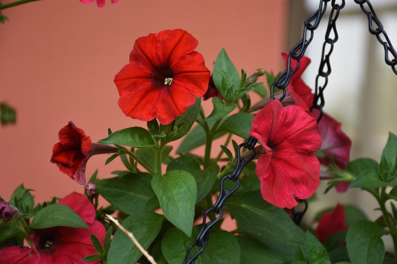 Cabinas Eddy B&B Monteverde Buitenkant foto